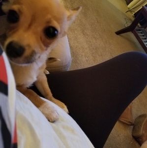 Meet your Posher, Tanna